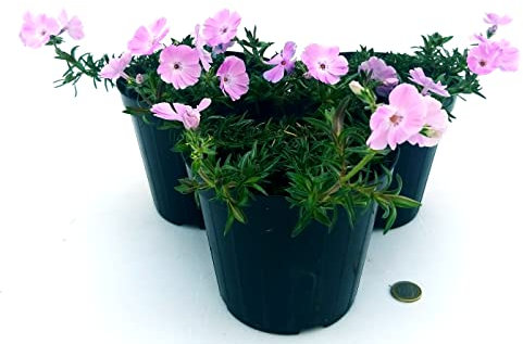 POWERS TO FLOWERS - PHLOX, FLOX ROSA, 3 PIANTE, VASO 13CM, Piante Vere