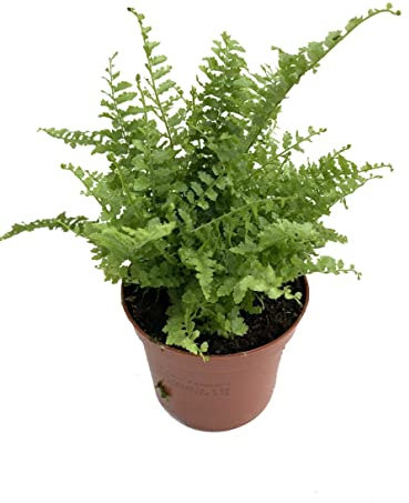 DECOALIVE Helecho de Boston Planta Natural para Interior y Exterior