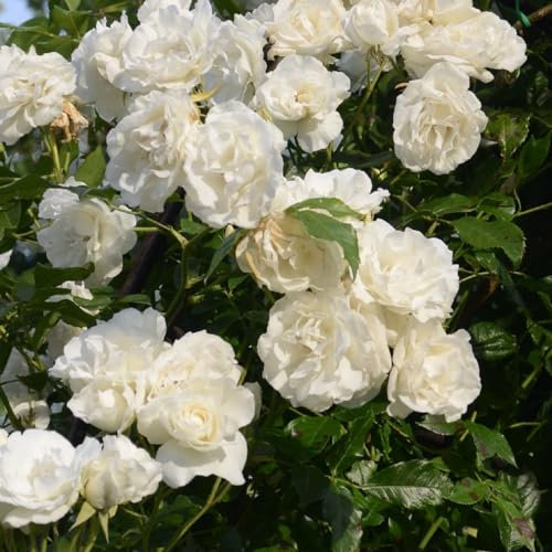 2 x Rosier - Rosa 'Madame Alfred Carriere' pot 25-30 cm - Le rosier grimpant robuste et parfumé