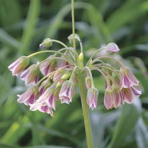 Allium bulgaricum/Ail de Bulgarie/Godet/Vivace