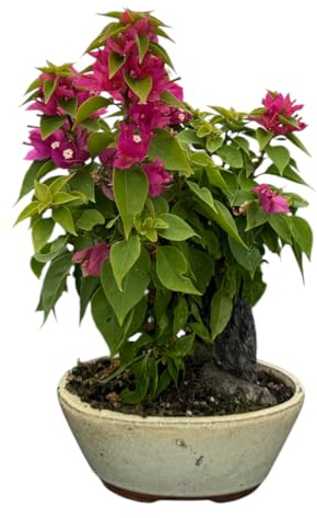 Live Bougainvillea Bonsai Tree with Pink Flowers, Ceramic Pot and Decorative Rock
