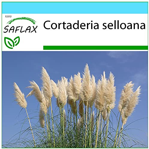 SAFLAX - Presentförpackning - Gräs-Bambu-Amerikanskt Pampasgräs - 200 Frön - Med presentförpackning, kort, etikett och pottsubstrat - Cortaderia selloana