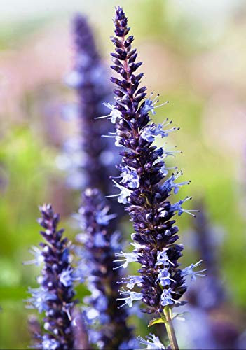 50+ Blue Agastache Hyssop/Perennial Flower Seeds:Seeds only