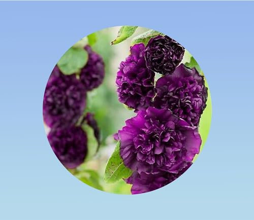 20 graines de Rose Tremiere Violet - Alcea rosea double fleur