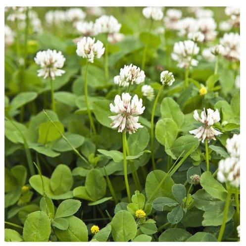 1 kg Weißklee; Gründünger, Kleintierfutter