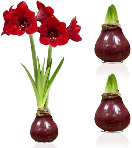 Holländska lökar av Wax Amaryllis i mörkrött, 2 stora blomsterlökar i storlek 28/30, exklusiv blandning av blommor från Holland, äkta Hippeastrum (inga frön, inte konstgjorda).