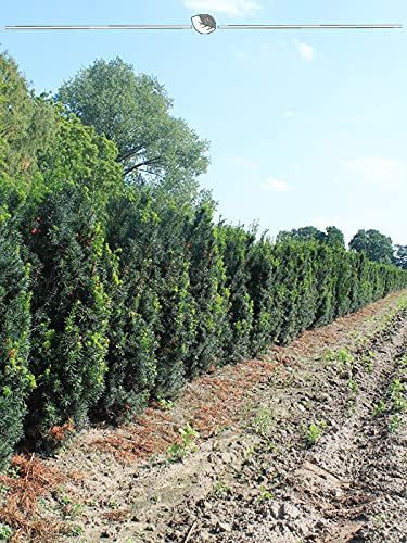 Taxus media Hicksii 60-80 cm IM TOPF. 100 Eiben.Eibenhecke: immergrün, winterhart