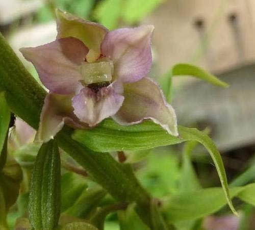 Epipactis Helleborine (latifoglie Helleborine) 50 hal
