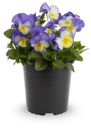 Pensamiento en Maceta Planta Viva con Flores Resistentes y Llamativas