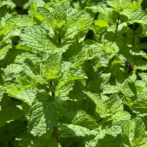 Semi di menta piperita resistenti per giardini rocciosi menta rara semi di vecchie varietà giardino verdi balcone coltivazione 1000pcs