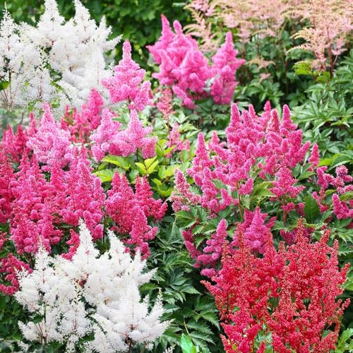 Astilbe à Planter - Collection Vivaces Rustiques - 10 Racines - Plantes Vivaces Exterieur - Naturelle Plantes de Hollande - Pour le jardin et le pot (pas de graines)