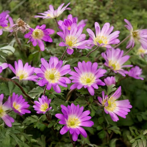 10 bulbes de Anemone blanda 'Charmer' | Circonférence 5/6 cm | Bulbes provenant des meilleurs producteurs néerlandais | Sélection exclusive et contrôle qualité | Floraison garantie.