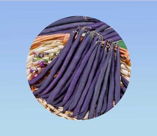 150 graines Haricot violet nain - bean french purple queen -