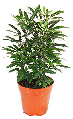 Exotenherz - Fingeraralie - grün - Dizygotheca elegantissima - pflegeleicht - 12cm Topf