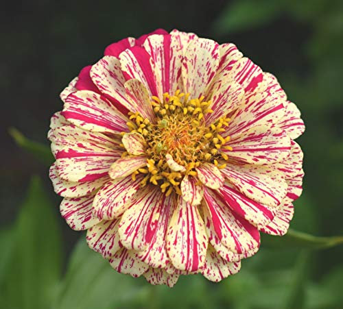 200 Zinnia Elegans Peppermint Stick Seeds - Mixed Colour Flowers - 200 Seeds