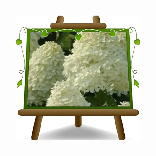 Hydrangea paniculata ortensia pianta ornamentale su vaso 18 cm Altezza 30-40 cm