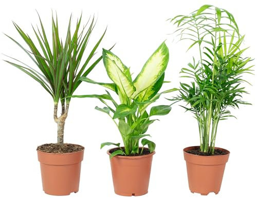 3er-Set pflegeleichte Zimmerpflanzen Chamaedorea, Dieffenbachie, Dracaena - pflegeleichte Zimmerpflanze, Topf-Ø 10-12 cm