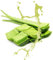 Aloe Vera Flüssig Aroma Menge 1 Liter