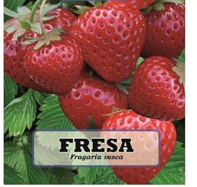Semillas de Fragaria Ananassa Fresas XL Naturales para Plantar en Casa
