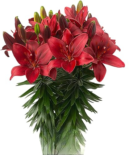 19 stems of Fresh red Lily Flowers DIY hydroponic flower arrangement Gifts for home decoration birthdays anniversaries healing sympathy, friendship and love