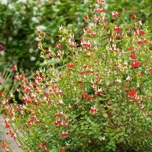 Semi di salvia, semi di giardino Semi di Salvia japonica, selvatiche 500pcs