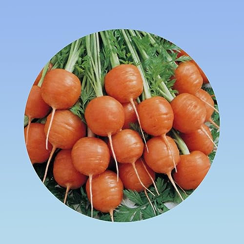 Planète graines - graines carotte ronde marche de paris sachet de 4 grammes soit environ 4000 graines
