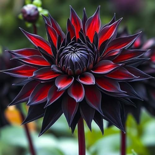 Rizoma de Dalia perenne: adecuado para plantación al aire libre, diseño de paisaje y siembra en primavera y otoño-6 Rizomas-b
