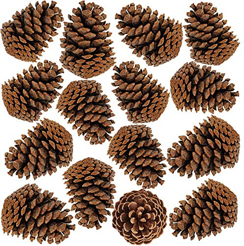 BESTTOYHOME 15 PCS Natural Pinecones Medium Pine Cones Ornaments Real Preserved Pine Cones - Dried -3 - 4 Tall for Guest Seating Place Card Holders or Wedding Guest Favors Christmas Winter Xmas