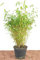 Fargesia murieliae 'Jumbo' 40-60 cm - Gartenbambus, immergrün, winterhart, ideal für Hecken und Sichtschutz, pflegeleicht
