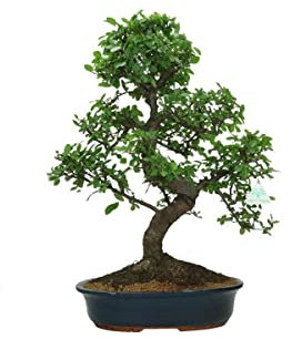 Bonsái Olmo Chino - Zelkova Parvifolia - Natural Fácil de Cuidar