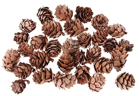 Lot de 30 petites pommes de pin rustiques naturelles – Idéal pour les travaux manuels, le remplissage de bols décoratifs et la décoration de Noël