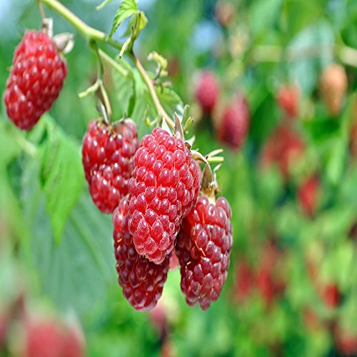 4 Heritage Red Raspberry Plants - Free Plant Boost Included! Large 2-Year 18-24 Trimmed Canes