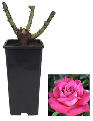 Planta Exterior Natural Rosal Meilland Rosa Grande Flores Rosadas
