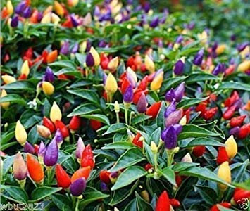 Petsdelite ® - 25 semillas de chile vietnamita multicolor (Capsicum anuum)