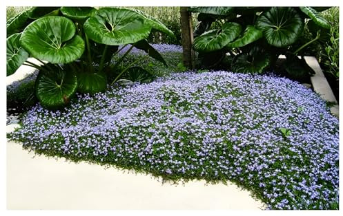 Stauden Gänge 10 x Isotoma fluviatilis (Winterhart/Staude/Bodendecker/Mehrjährig/Stauden) Blauer Bubikopf/Gaudich - Dauerblüher - Sanfte Teppiche aus lebendigem Blau - Rasenersatz