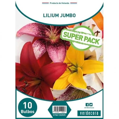 Verdecora Pack 10 Lilium Jumbo - Flores para un Jardín Majestuoso - Bulbos de primavera