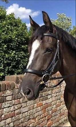 Benz Equestrian Anatomical Multi-Function Bridle Bitted Bitless Breathable Padded Headpiece in Brown Leather (Full/Large)