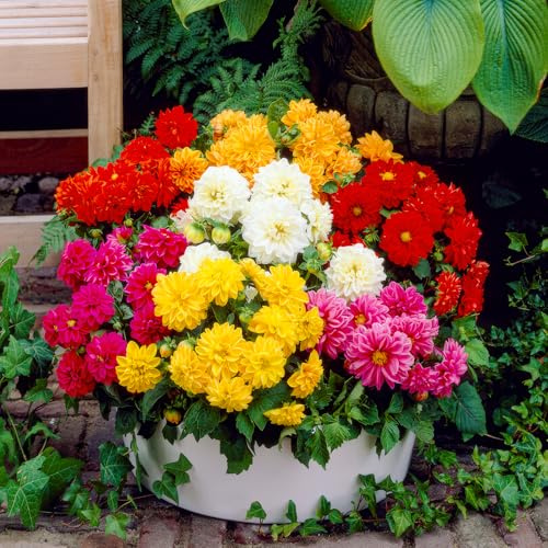 FLORIUM - Bordo dalie tuberi collezione Border (5 bulbi di fiori) | Miscela esclusiva olandese | 5 varietà e colori | Decorazione perenne per giardino, balcone (senza semi, non resistenti all'inverno)