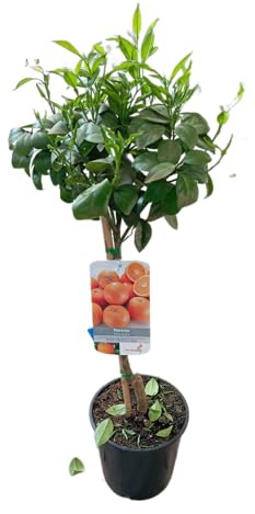 Árbol de Naranjo Natural Frutal de 1m de Altura en Maceta de 17cm Ideal para el Jardín y el Huerto