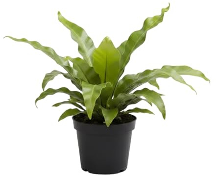 DECOALIVE Asplenium Nidus Crispy Wave con Nombre Común Helecho Nido de Ave | Helecho Vivo Rizado | 12 cm Diámetro | 20 cm Altura