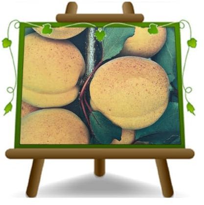 EURO PLANTS VIVAI Abricot Variété Palummella - Plante fruitière sur pot 22-24 cm - Hauteur 180~200 cm Âge 4 ans