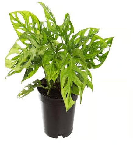 Monstera Obliqua Natural Planta de Interior Exótica y de Fácil Cuidado