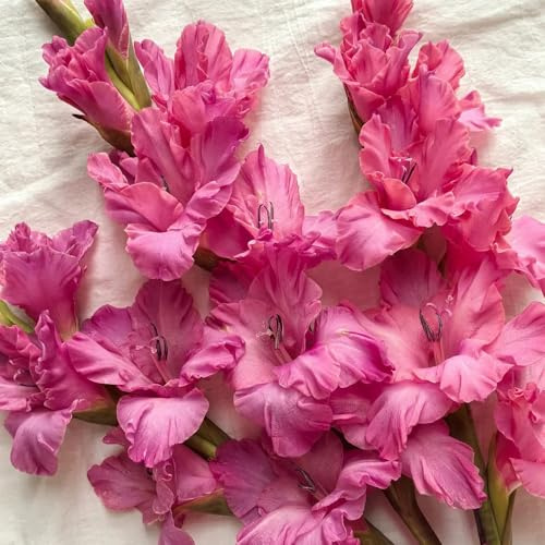gladiolenzwiebeln winterhart mehrjährig - steingartenpflanzen 20pcs