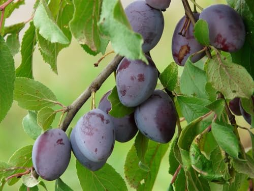 Direct Plants Plums Marjorie's Seedling Fruit Tree 6ft Tall Supplied in a 12 Litre Pot