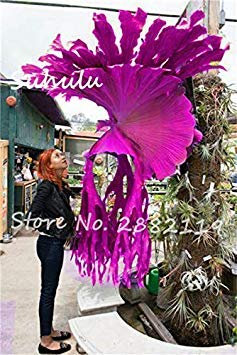 Graines De Platycerium Graines Vivaces De Couleurs Mélangées Violettes Et Bleues Belles Plantes Ornementales À Fleurs Décoration De Jardin À Domicile