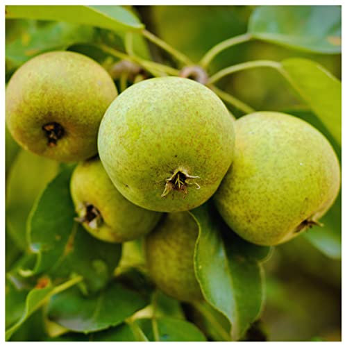 3 Wild Pear Trees/Pyrus Communis 40-60cm Tall Strong Plants 3fatpigs®