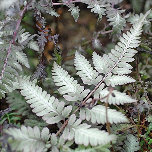 Outdoor Hardy Garden Fern Plant Low Maintenance, Shade Loving Decorative Ferns for Woodland Gardens, Borders & Containers 1 x Fern Ghost by Thompson & Morgan