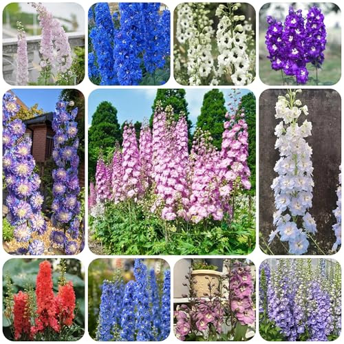 semi resistenti di delphinium rare, balcone di delphinium rampicanti, biologici esotiche resistenti, 250pcs