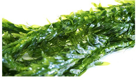 Lincolnshire Pond Plants Ltd - 1 Bunches of Elodea Densa Oxygenating Pond Plant (Weighted)