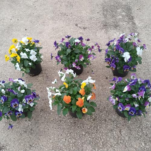 Pensamientos Pack 6 Plantas - Planta Natural - Maceta 13 cm ø (Viola cornutta).